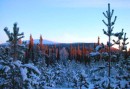 In the forest * 800 x 554 * (78KB)